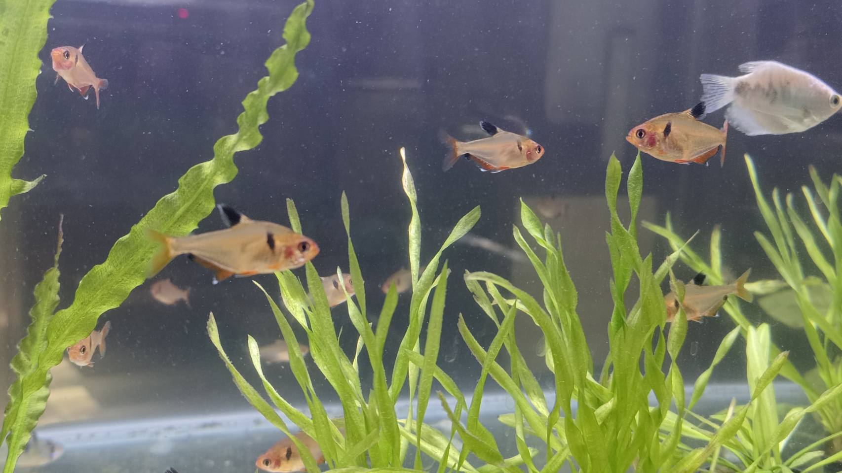 宏偉水族館