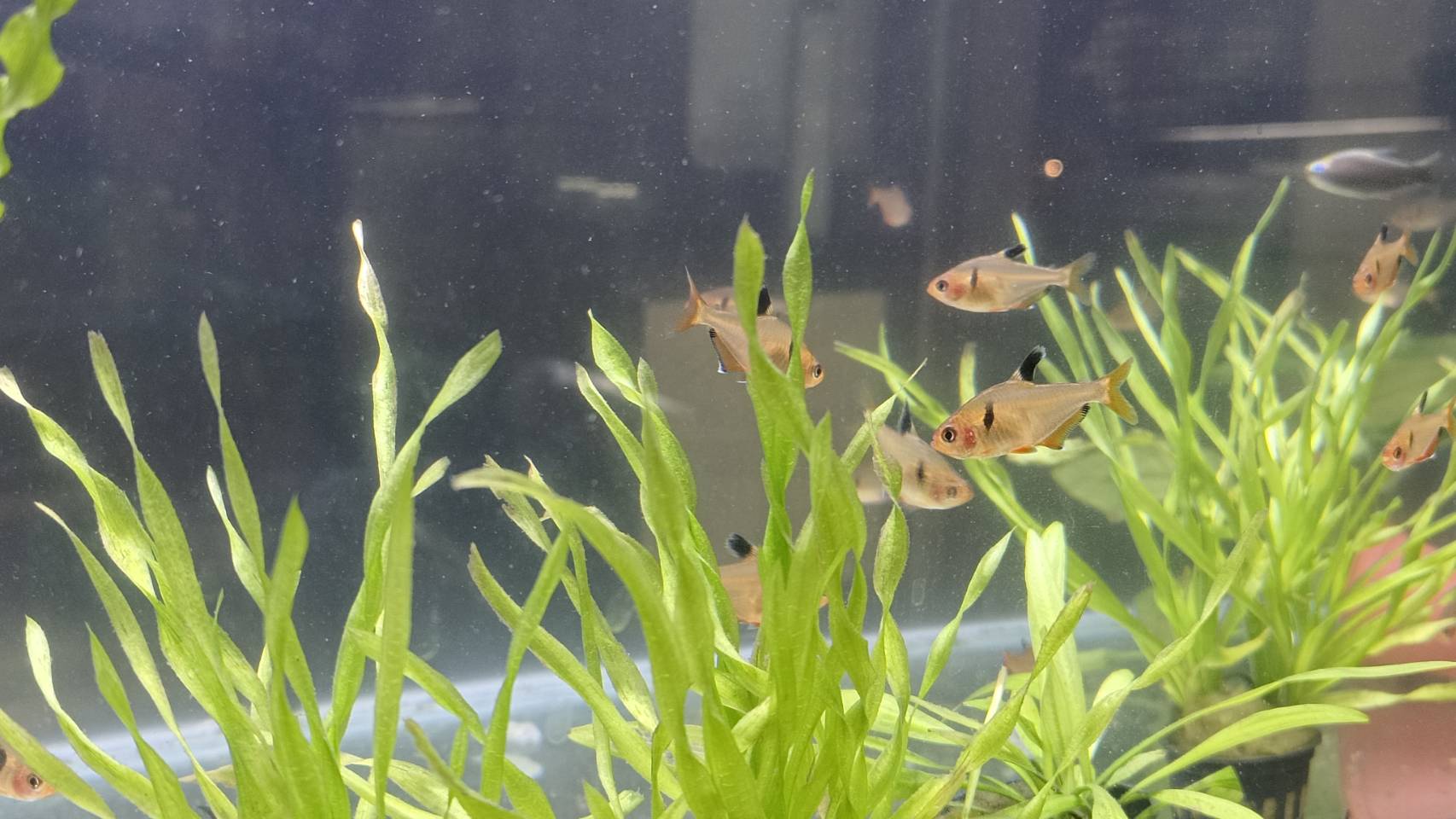 宏偉水族館 店家照片