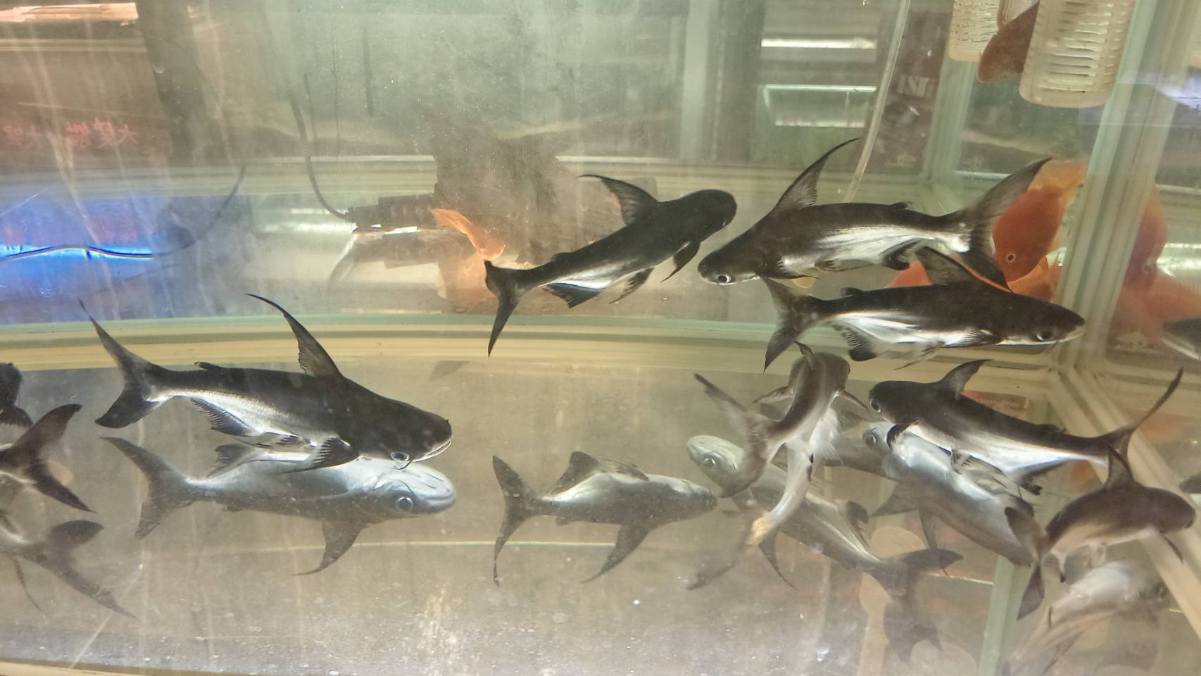 宏偉水族館 店家照片