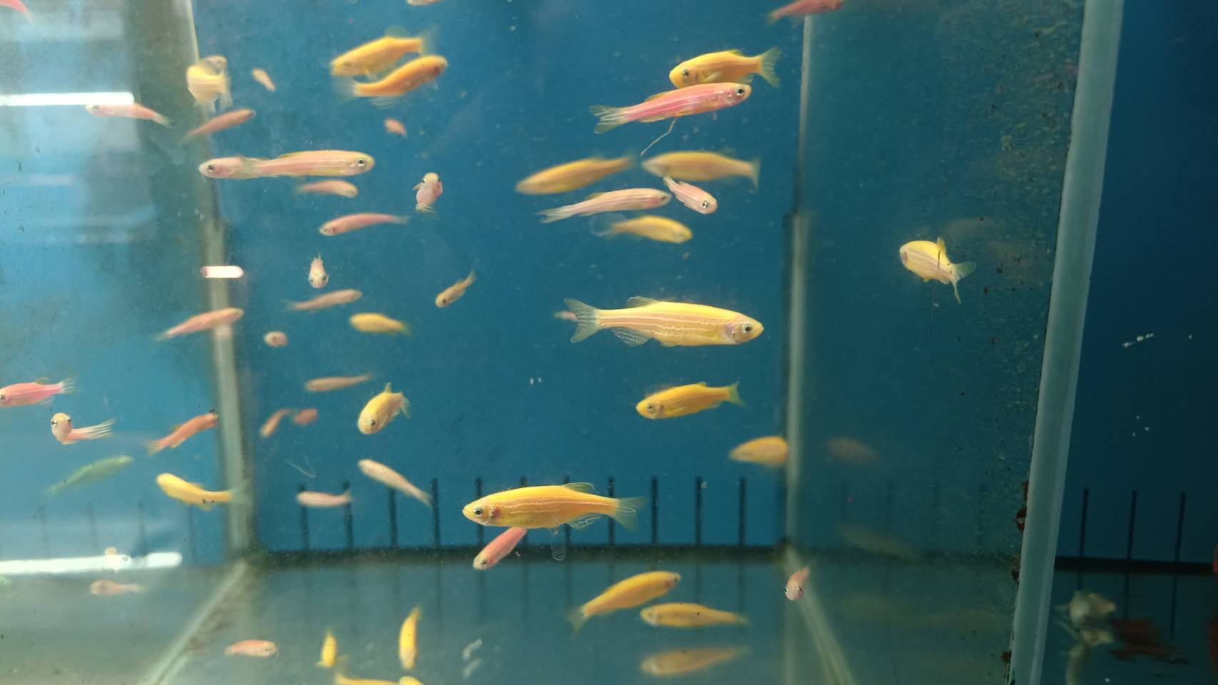 宏偉水族館 店家照片
